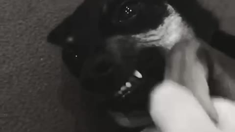 Sexy video featuring Bambi! xD