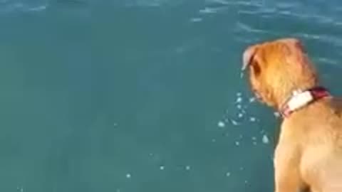 Dog soiming