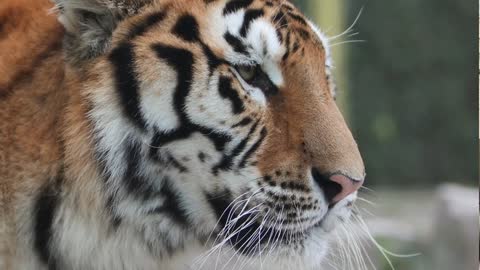 tigers