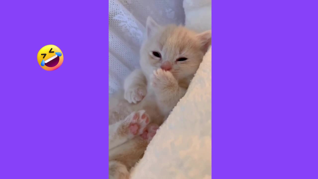 Funny animal videos - Funny cats / dogs Funny animalsπππππππππππππππππππππππ