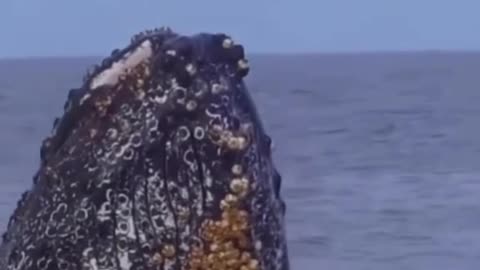 Humpback whales lunge feeding.