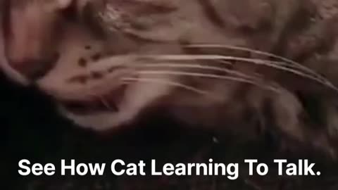 see How Cat Learning To Talk. Amazing, Watch Till End.