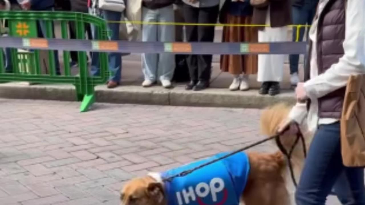 Aww Poor Dog - Ihop