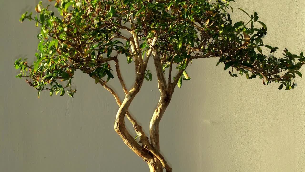 BONSAI 盆栽