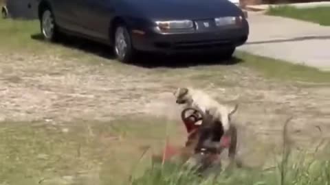 FUNNY DOG MOWING THE LAWN LOL