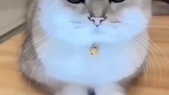 Cats are so funny you will die laughing