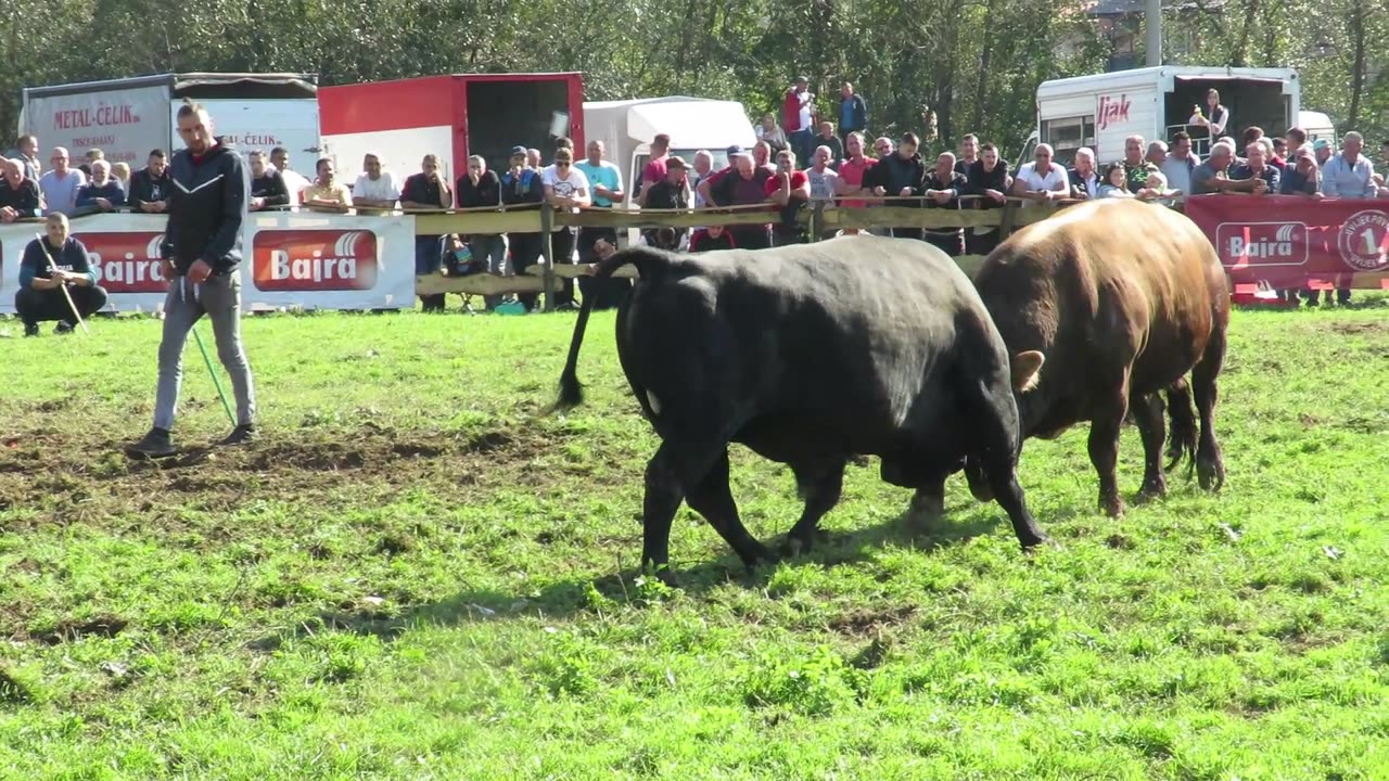 Medonja od Živčića vs Gareša 2 od Bajre