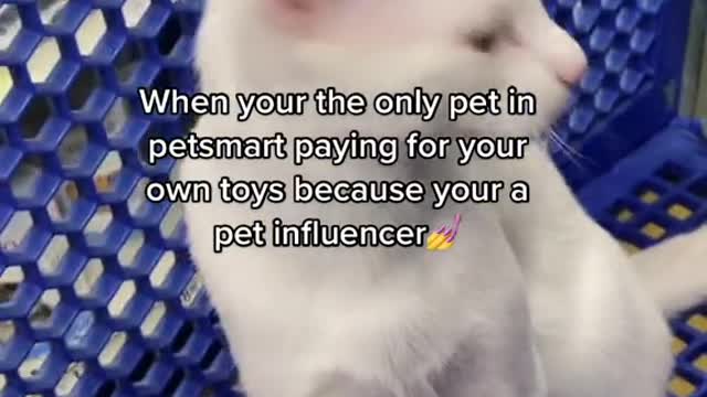 When your the only pet in petsmart paying for your