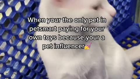 When your the only pet in petsmart paying for your