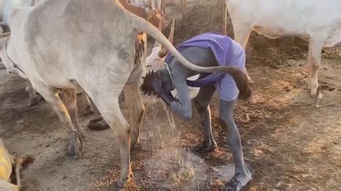 african man shower in cow urine ritual for clening parasite