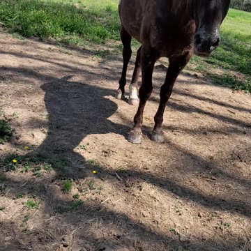 What is a spotted halo?