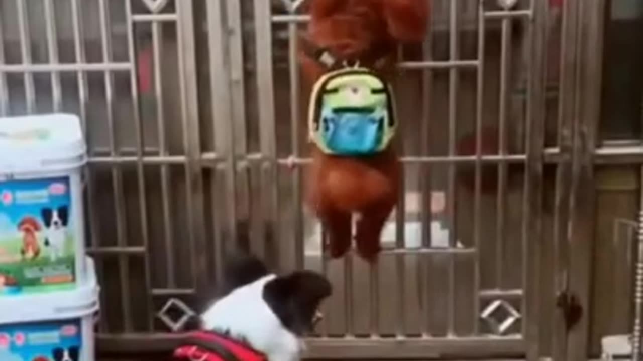 Funny dogs Video- fun to watch