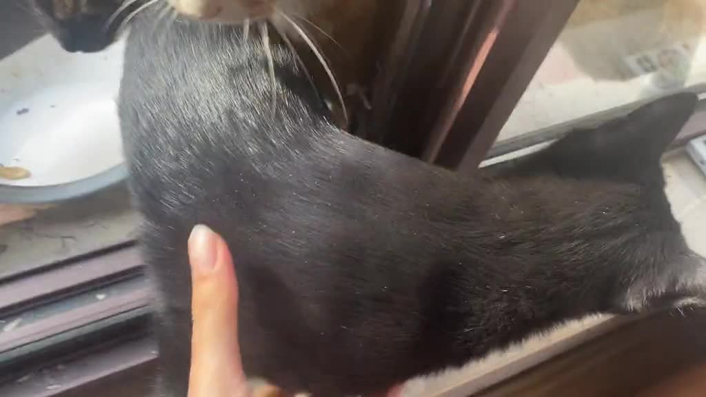 Three stray cats come in through the window