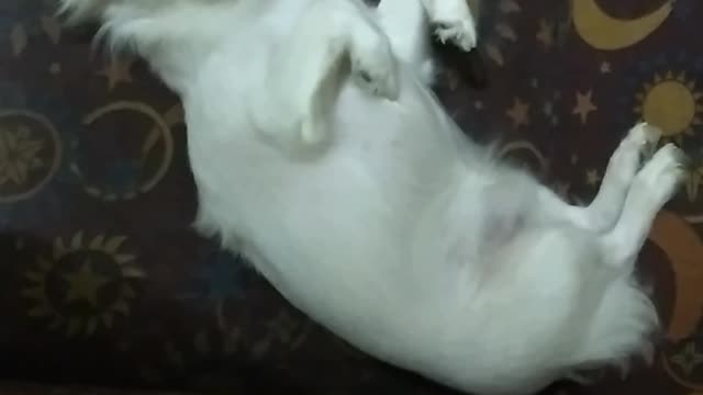 Sleeping like a lizard...