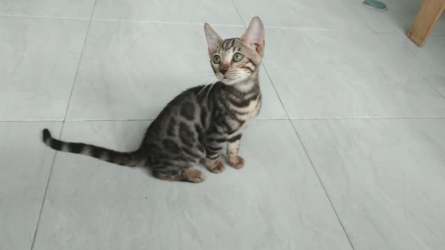 Kitten bengal