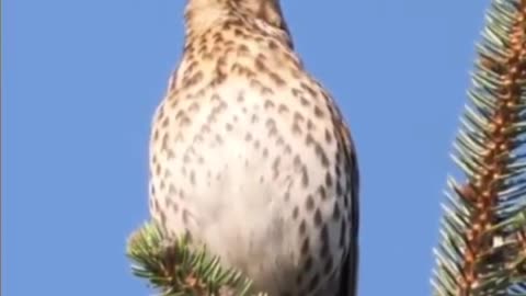 The lonely bird stood on the tail of a tree and called to his companion