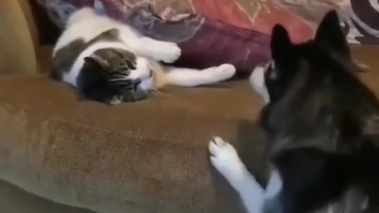 Cat dog funny video #catsfunnyvideo