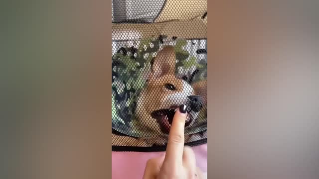 BEST FUNNY ANIMAL VIDEO 2022