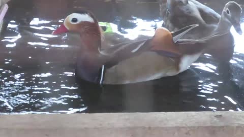 Georgia giant quails