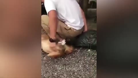 Funnys animal videos