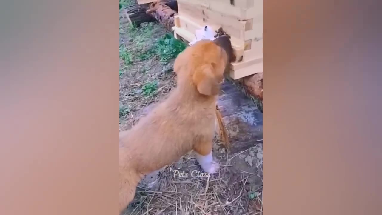 Funniest Animals 2023 π Funny Dogs and Cats Videos πΊπΆ Part 2