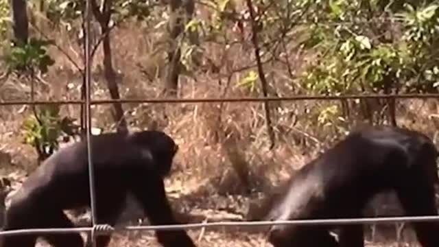 Chimpanzees synchronise when walking, suggesting that human’s