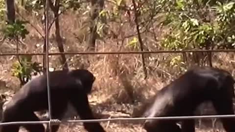 Chimpanzees synchronise when walking, suggesting that human’s