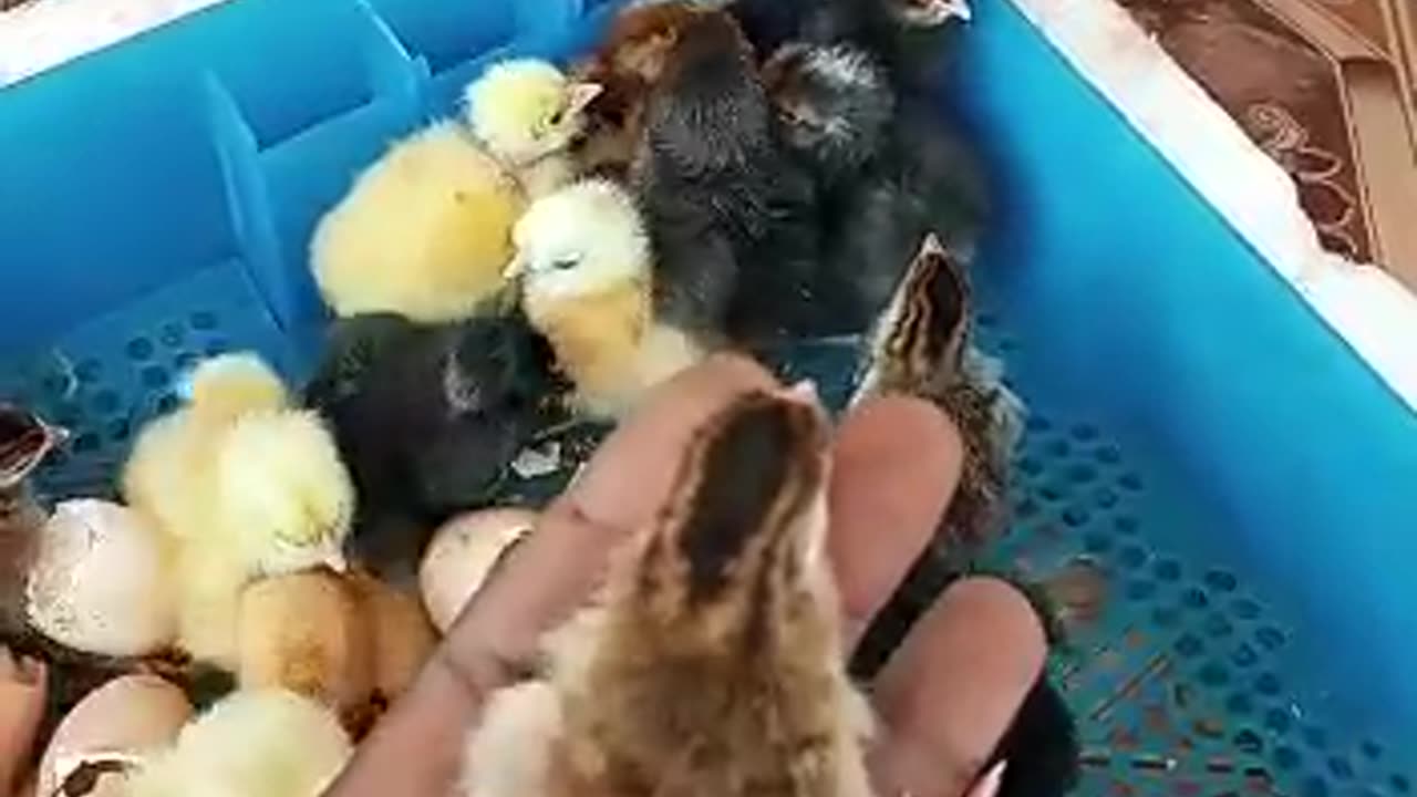 kuku chick