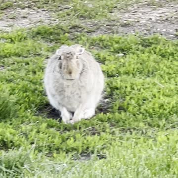 Rabbit sitting in grass