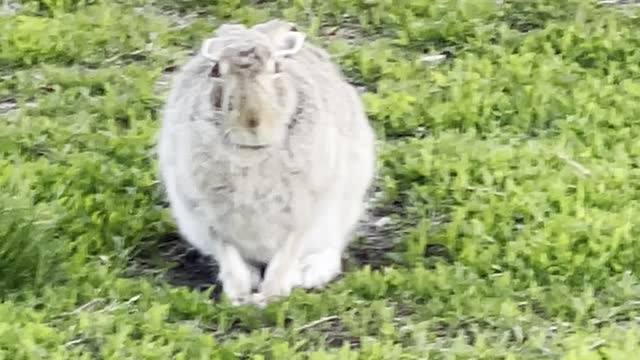 Rabbit sitting in grass