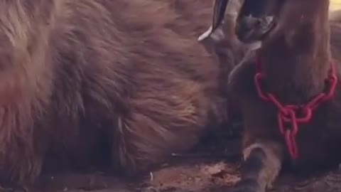 Orphaned cow and Craigslist goat become best friends