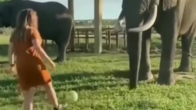 Elephant playing football 😁