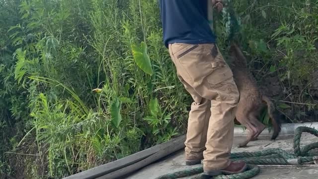 Rescuing an Exhausted Wild Coyote Trapped in Barge