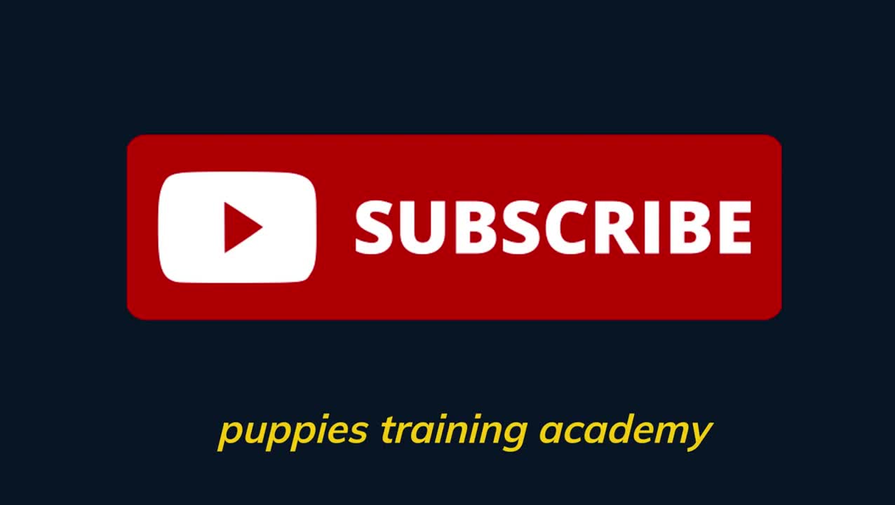 Basic dog training