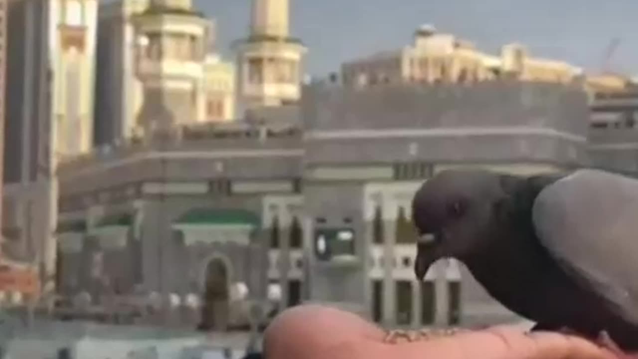 PEGION EATING ON HAND