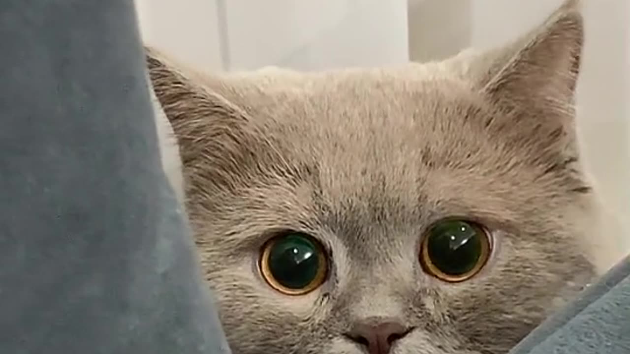 Satisfying cat video #Rumble