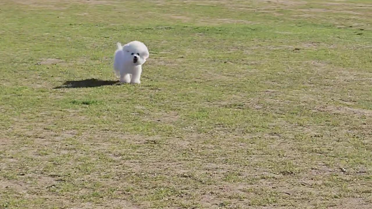 cute bichon running
