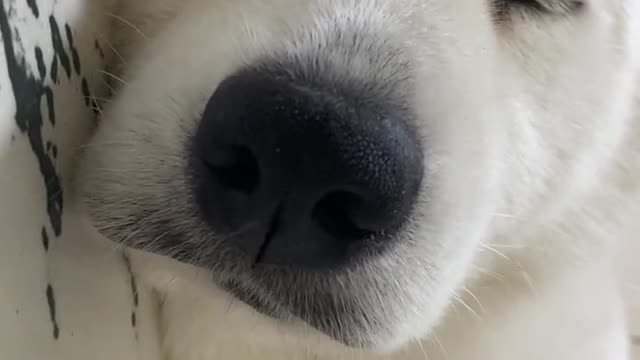 Samoyed is super cute