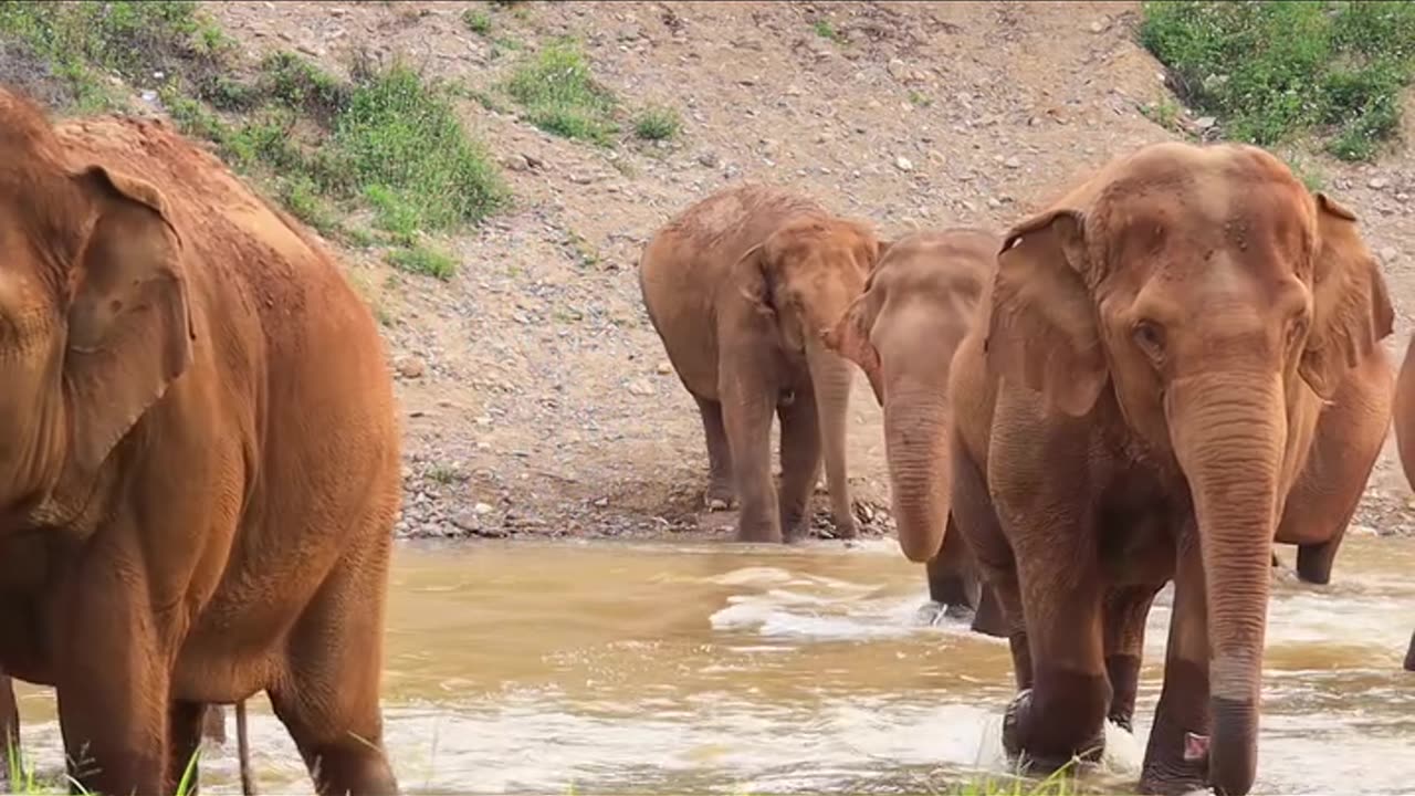 Trend#Rumble#elephant funny video#