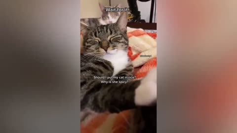 😂 Funniest Cats and Dogs Videos 😺🐶 #15