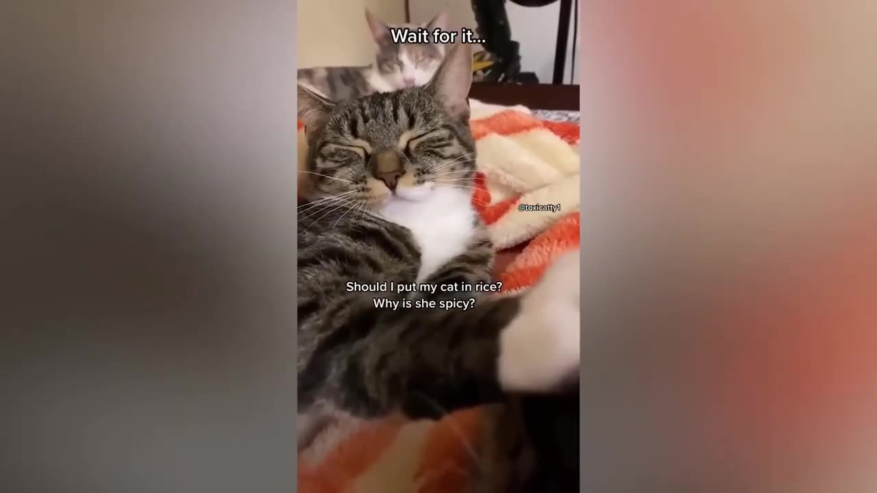 π Funniest Cats and Dogs Videos πΊπΆ #15