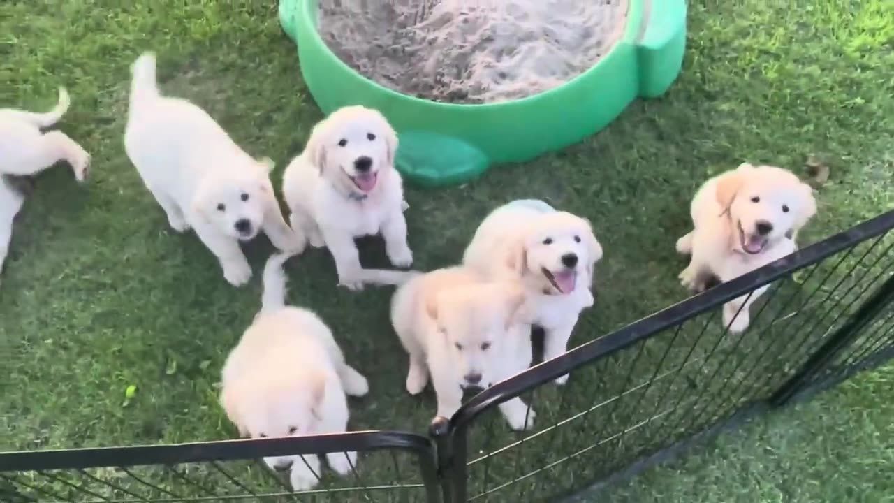 Play time with 8 week old golden Retriever puppies before they go to their forever home