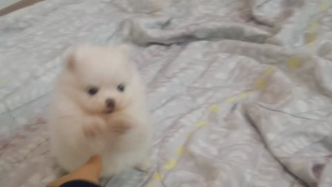 baby puppy playing alone