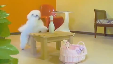 Funny moments dog clips