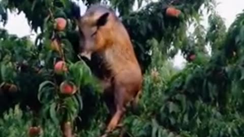 Funny Animals12