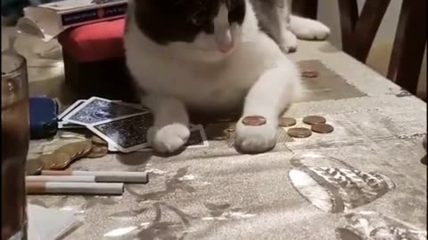 Smart cats