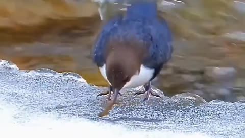 See how beautiful birds are holding her victim