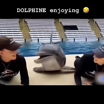 Funny moments with dolphin 🐬