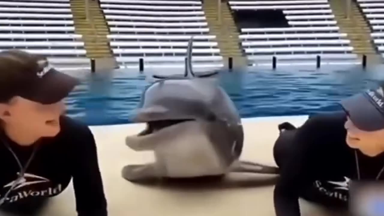 Funny moments with dolphin 🐬