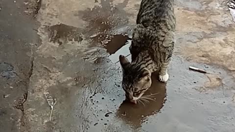 poor sad cat drinking rainwater